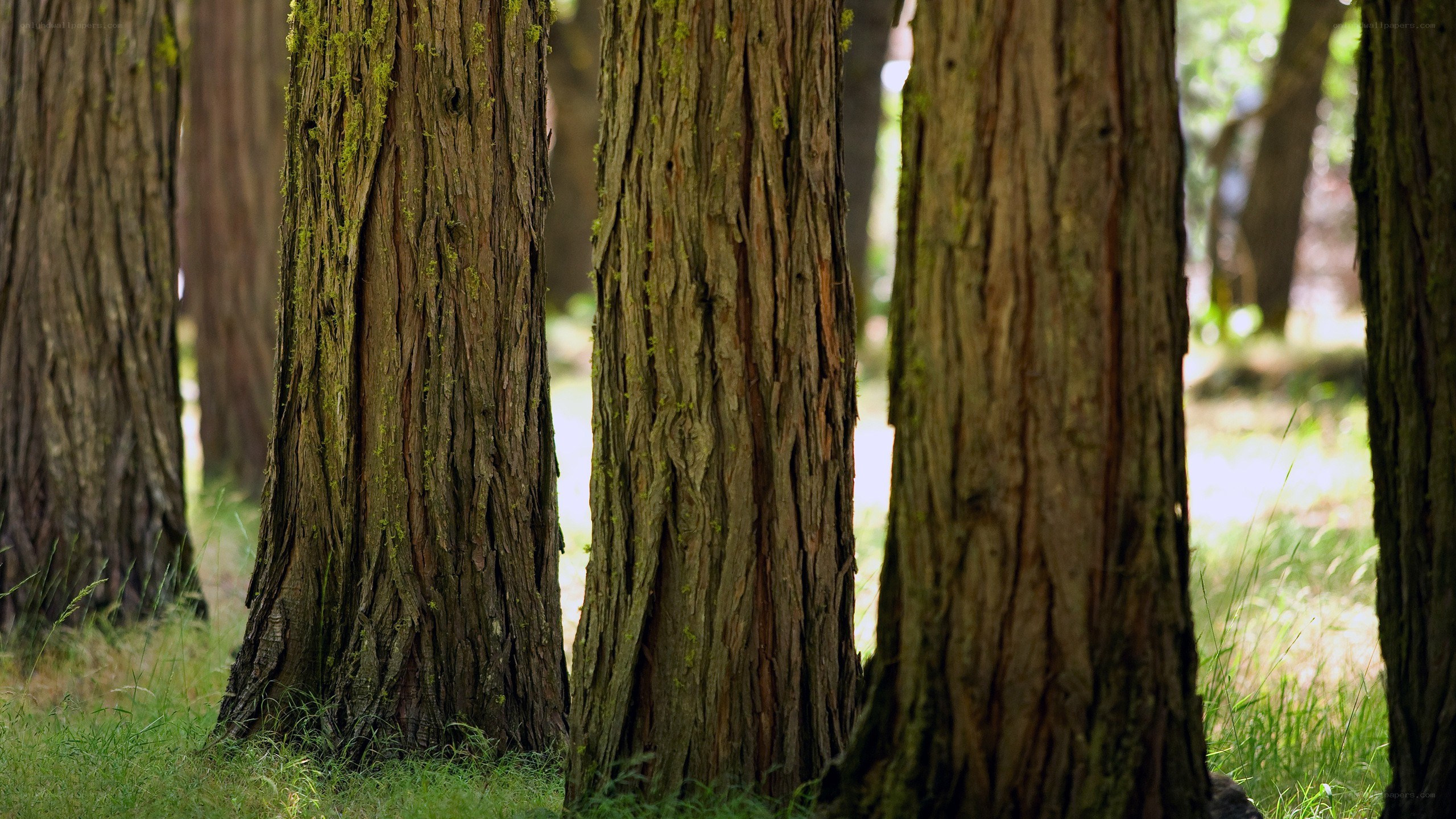 tall trees in a forest