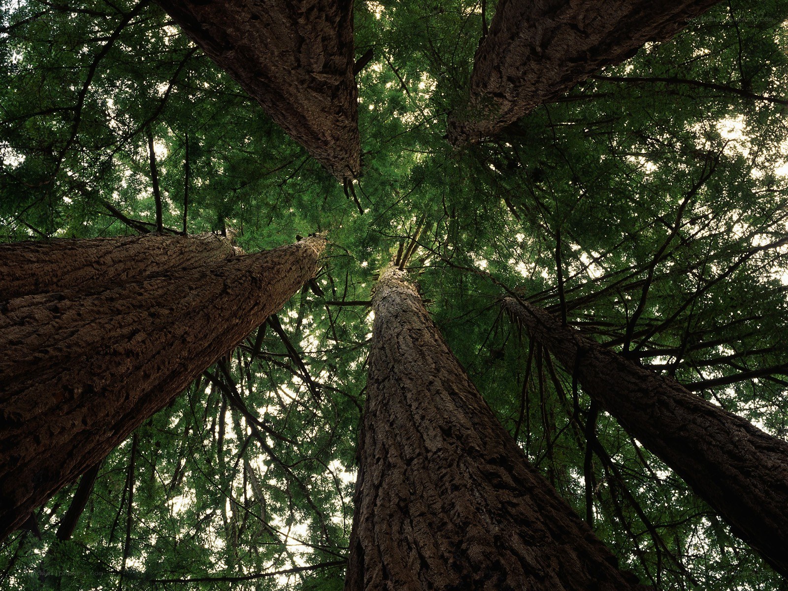 tall trees in a forest