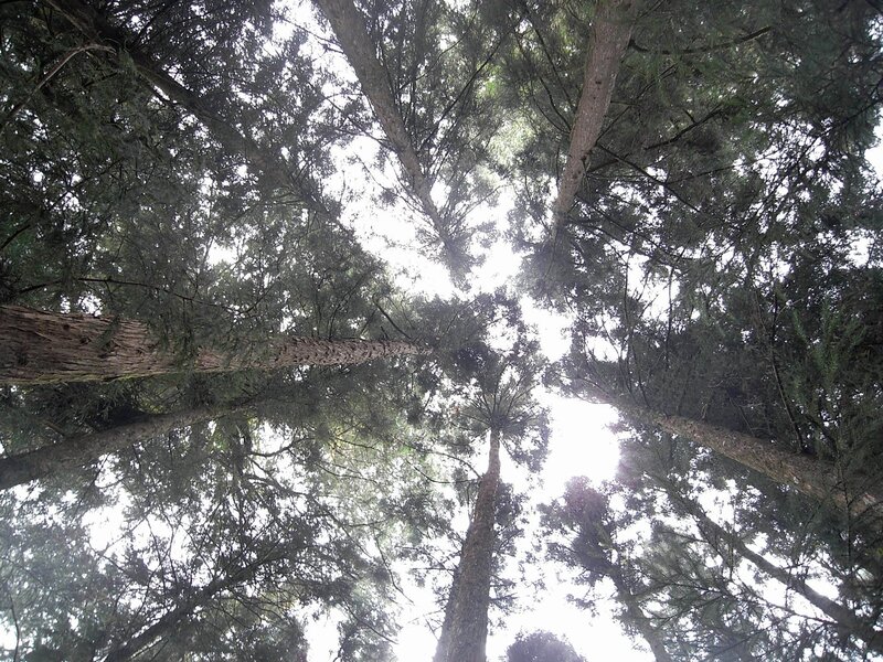 tall trees in a forest