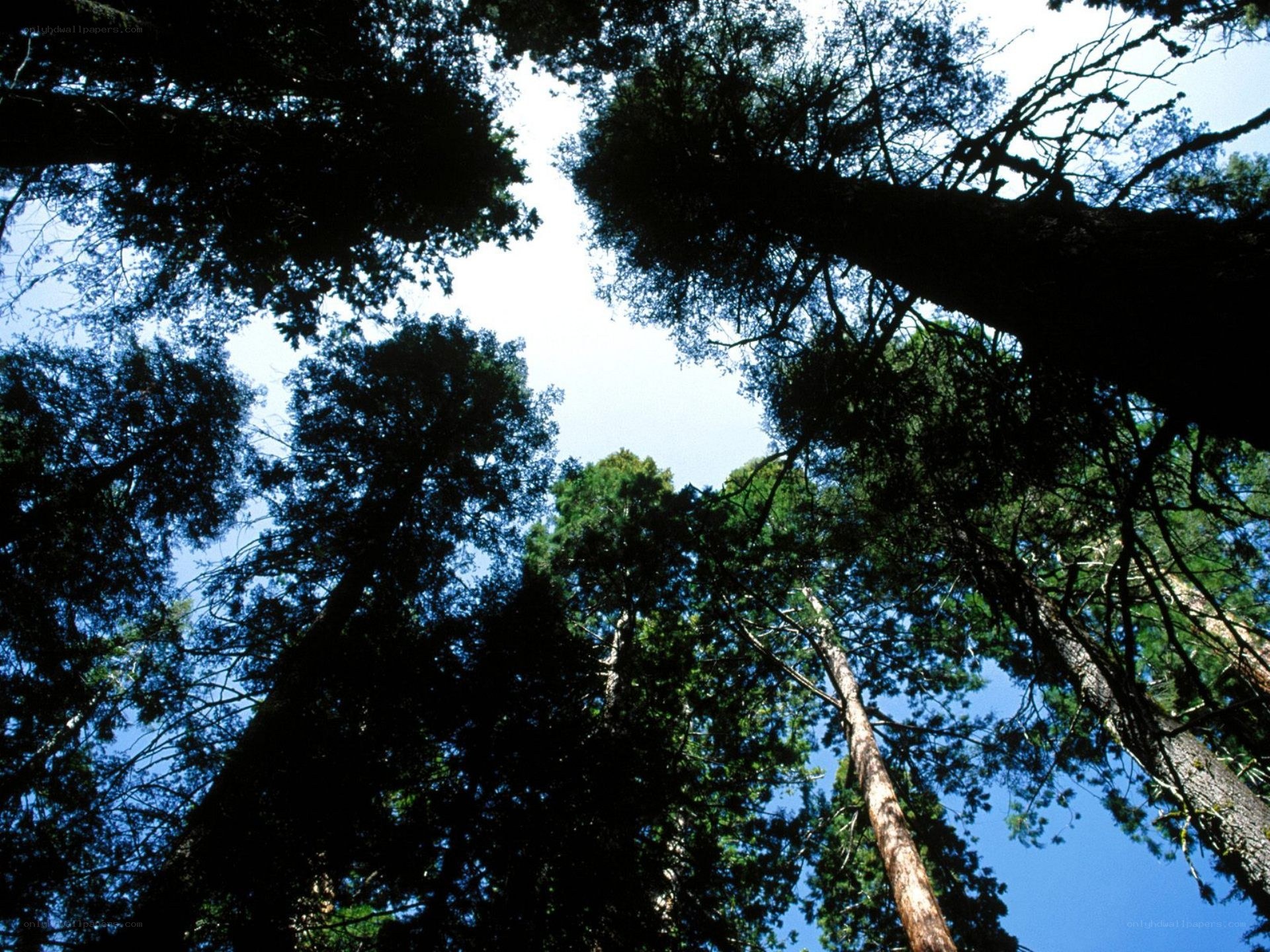 tall trees in a forest