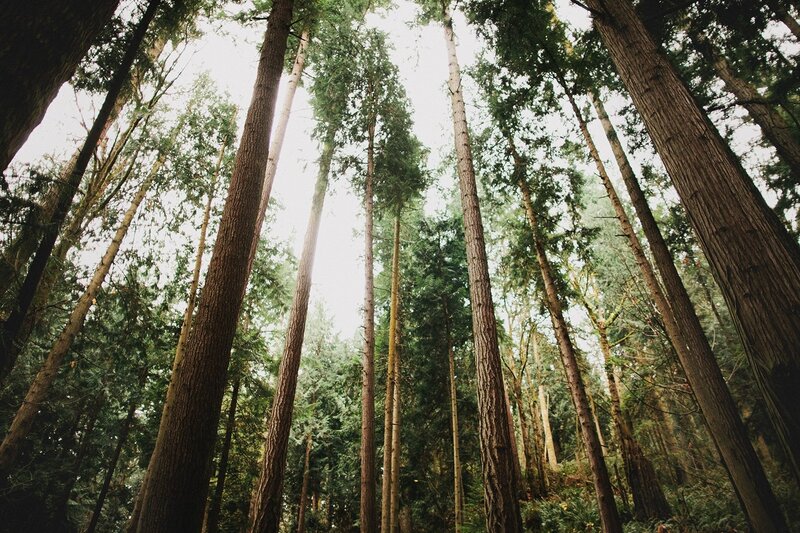 tall trees in a forest