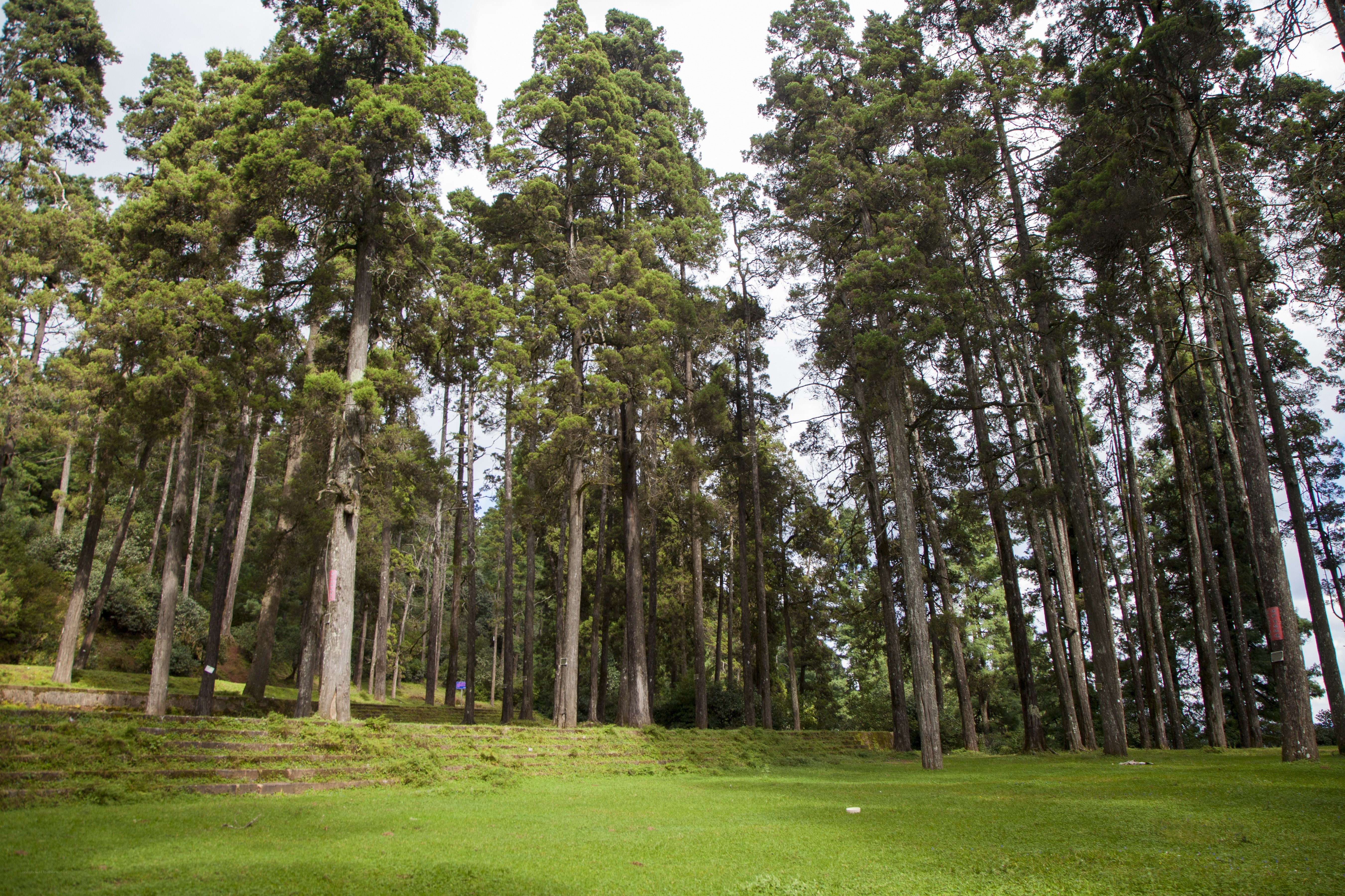 Tall trees in a forest