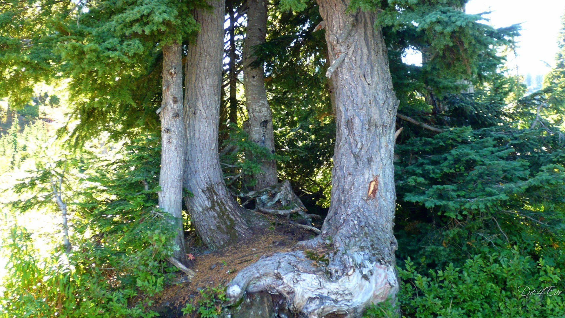tall trees in a forest