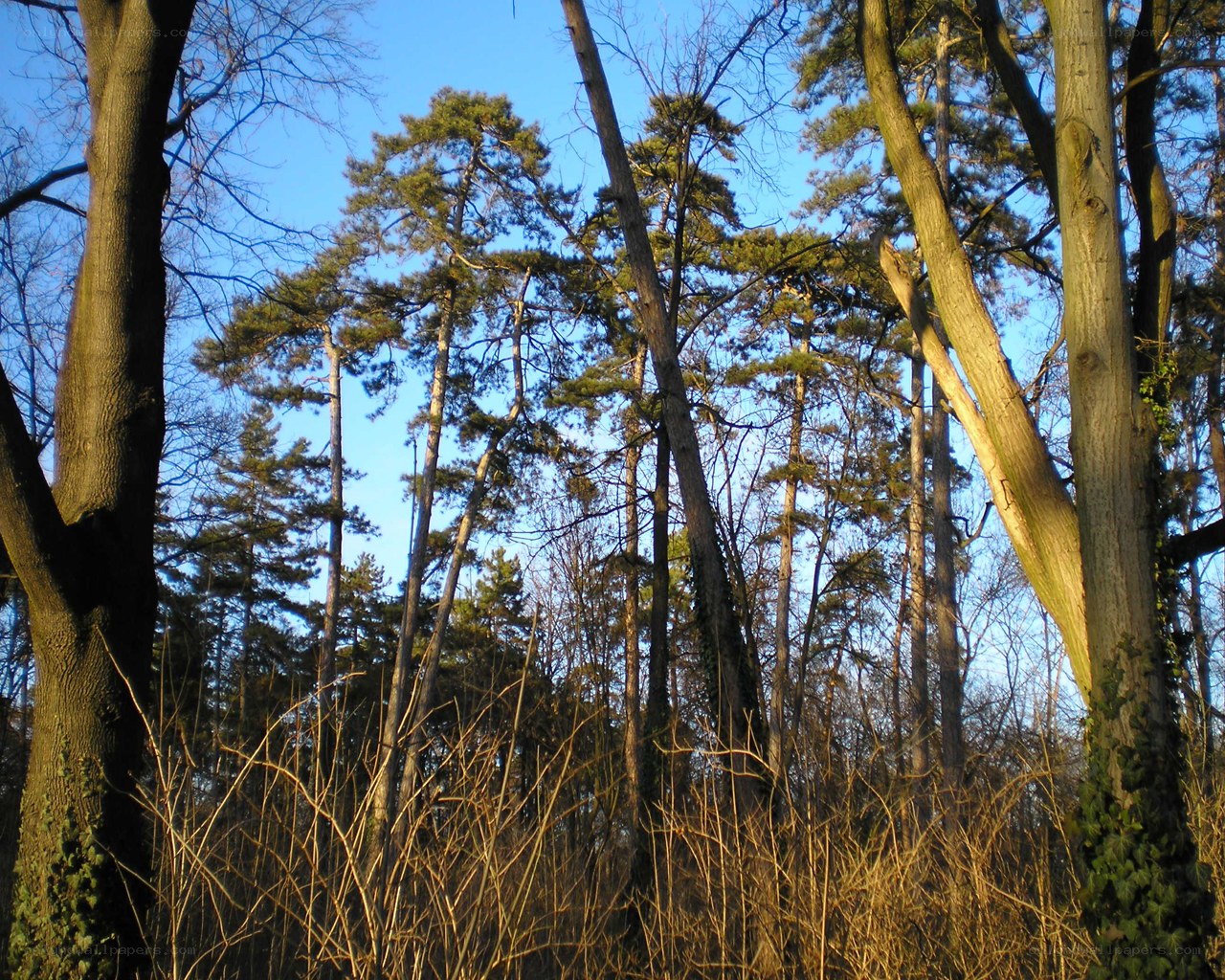 tall trees in a forest