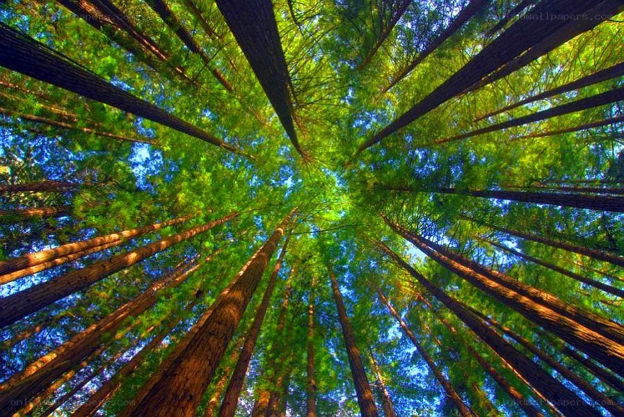 tall trees in a forest