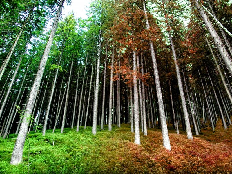 Tall trees in a forest