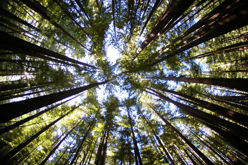 tall trees in a forest