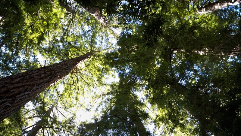 tall trees in a forest