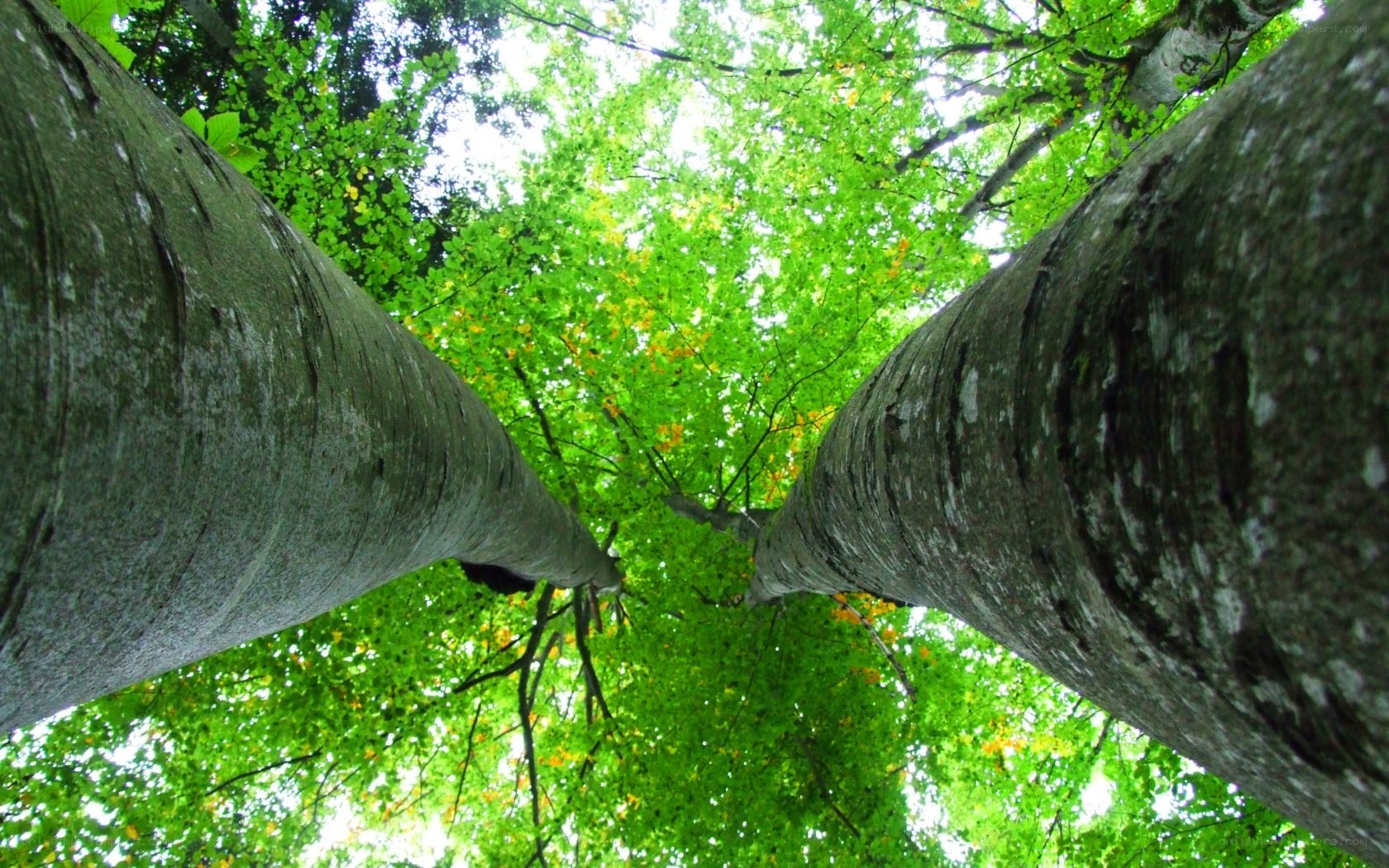tall trees in a forest