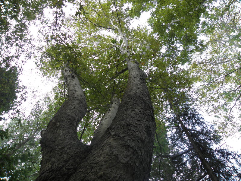 tall trees in a forest