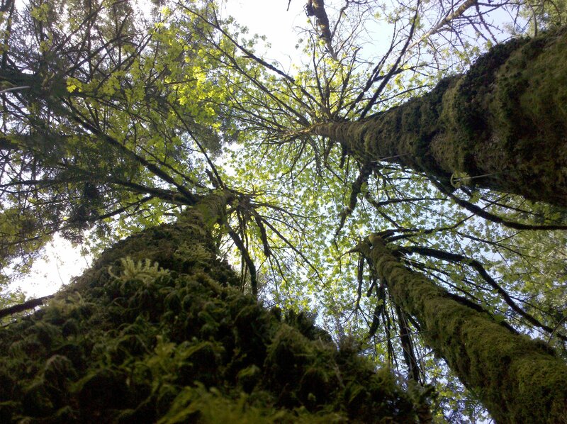 tall trees in a forest