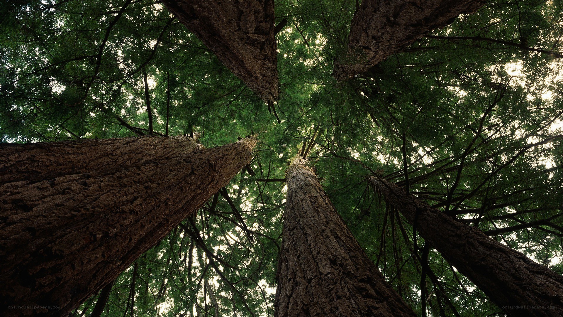 tall trees in a forest
