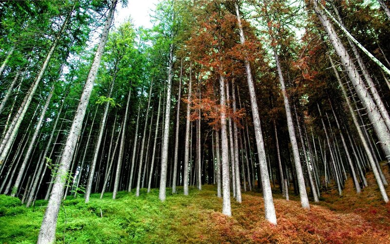 Tall trees in a forest