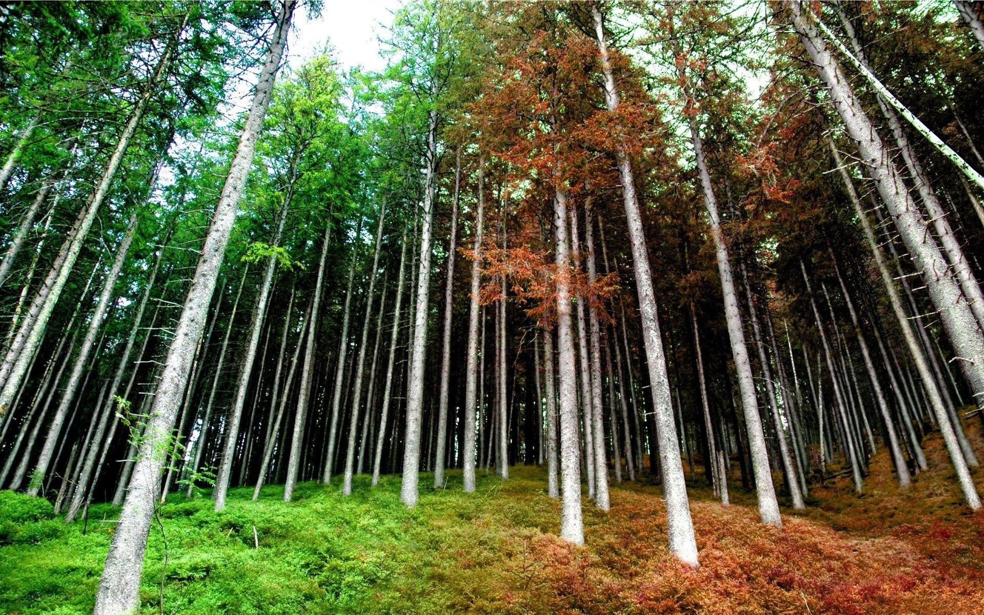 Tall trees in a forest