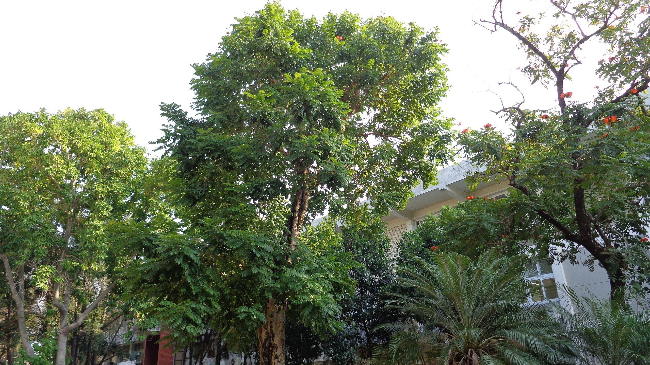 tall trees in a garden