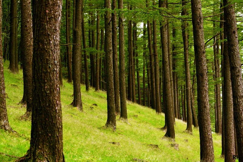 Tall trees in a green forest