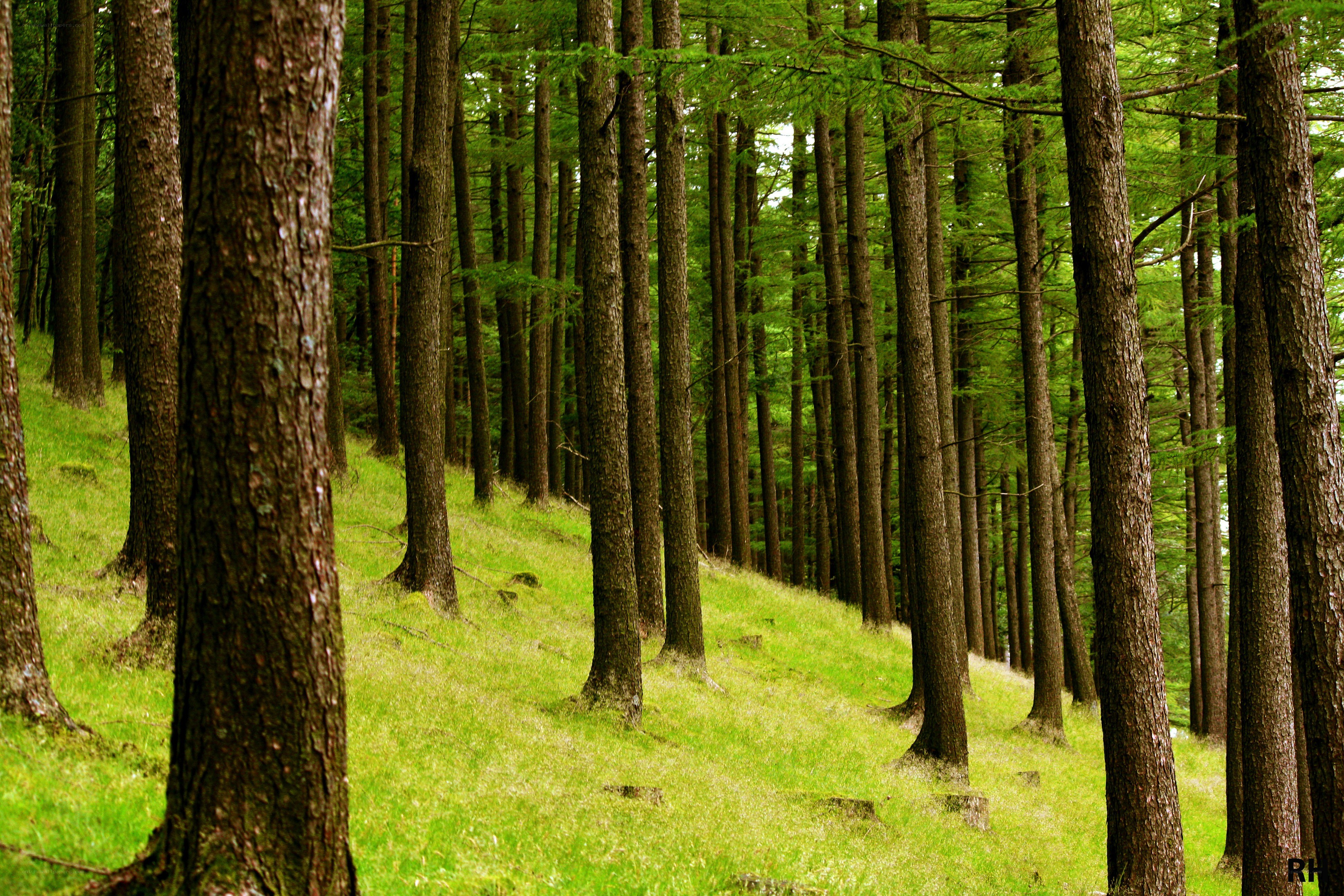 Tall trees in a green forest