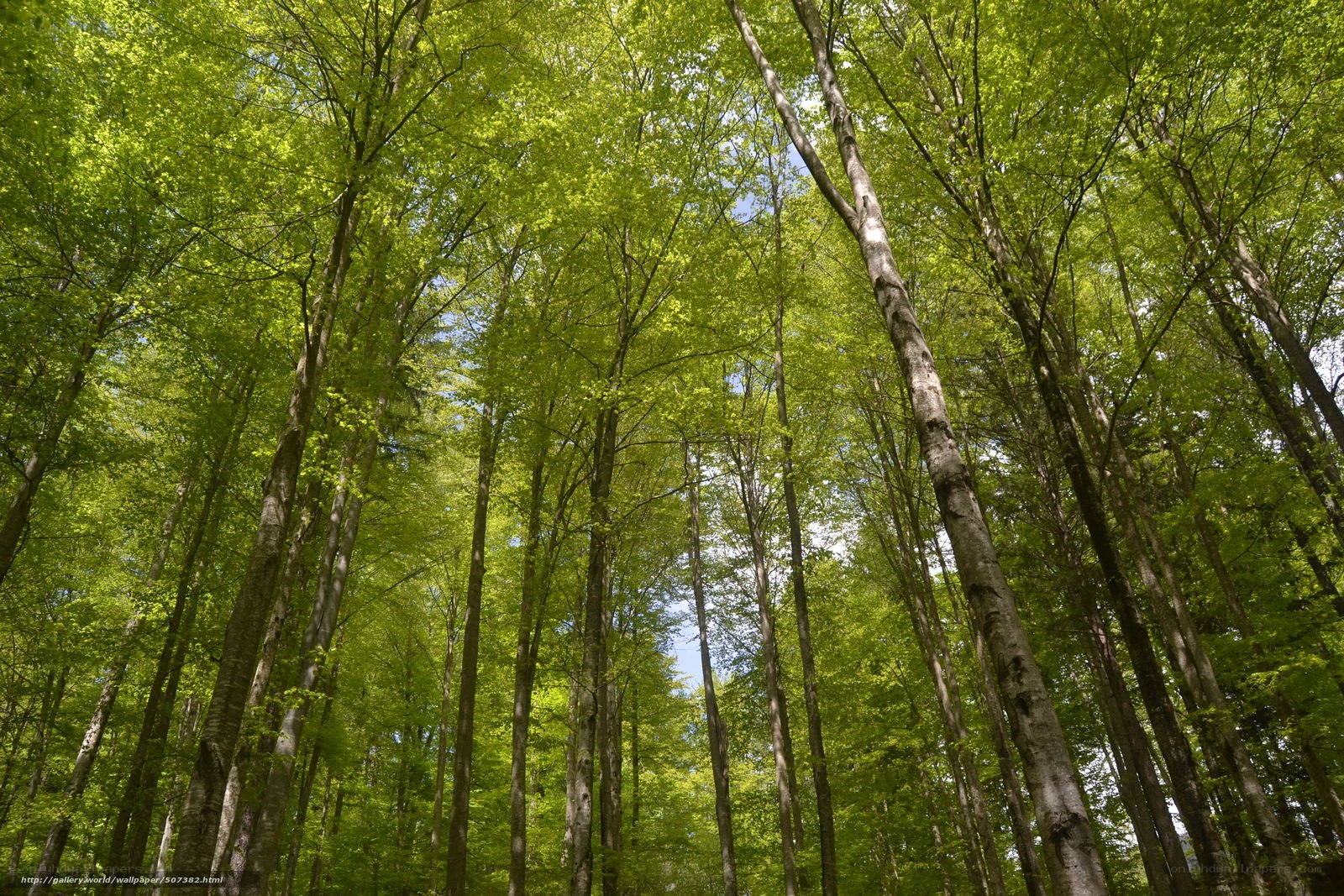 Tall trees in a green forest