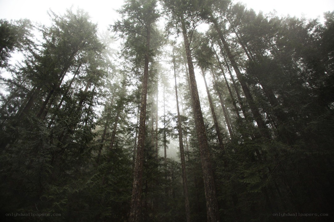 Tall trees in a misty forest