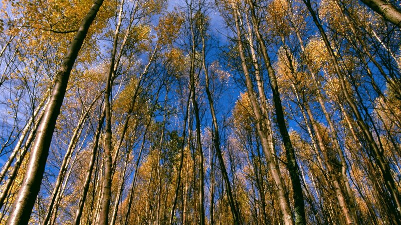 Tall Trees in Autumn — Blue, Serene, Photograph, Sky, Leaves