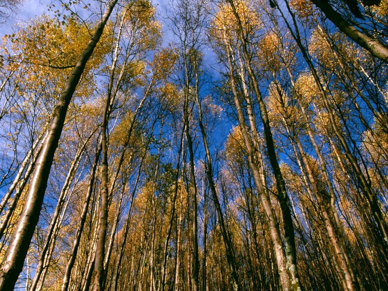Tall Trees in Autumn — Blue, Serene