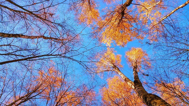 Tall Trees in Autumn — Blue