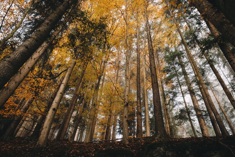 Tall Trees in Autumn Forest