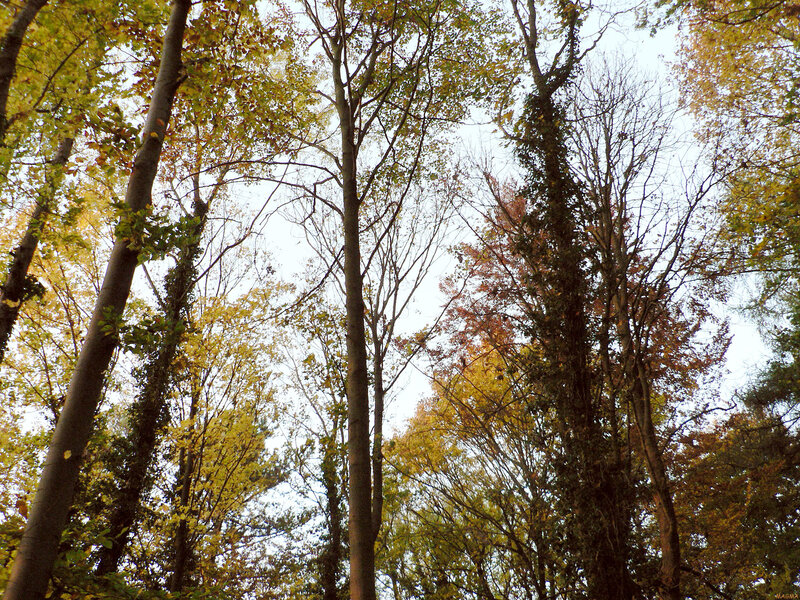 Tall Trees in Autumn — Green