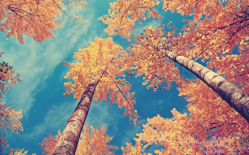 Tall Trees in Autumn — Orange, Serene