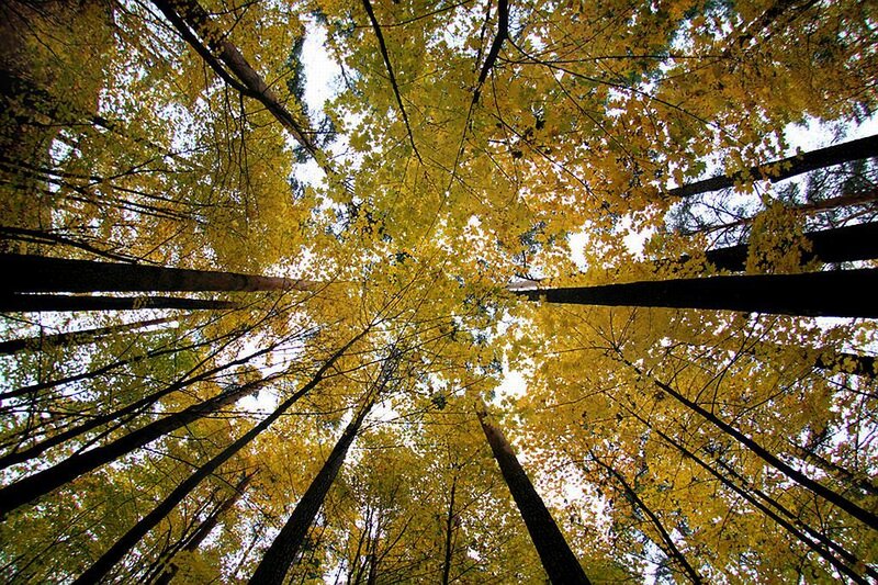 Tall Trees in Autumn