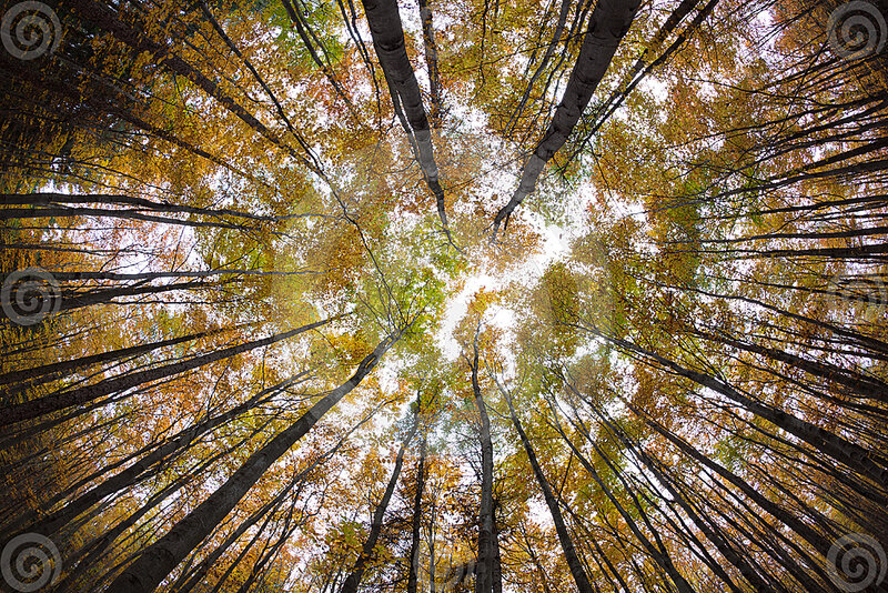 Tall Trees in Autumn — Yellow