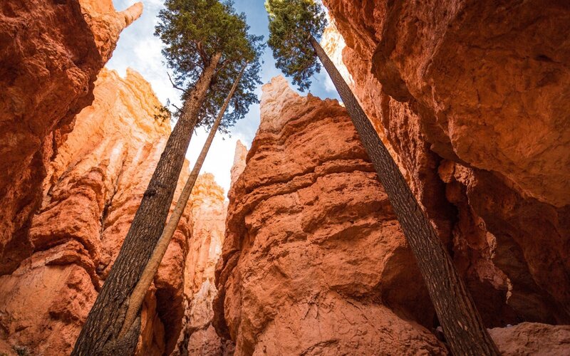 Tall Trees in Canyon — Orange, Dramatic
