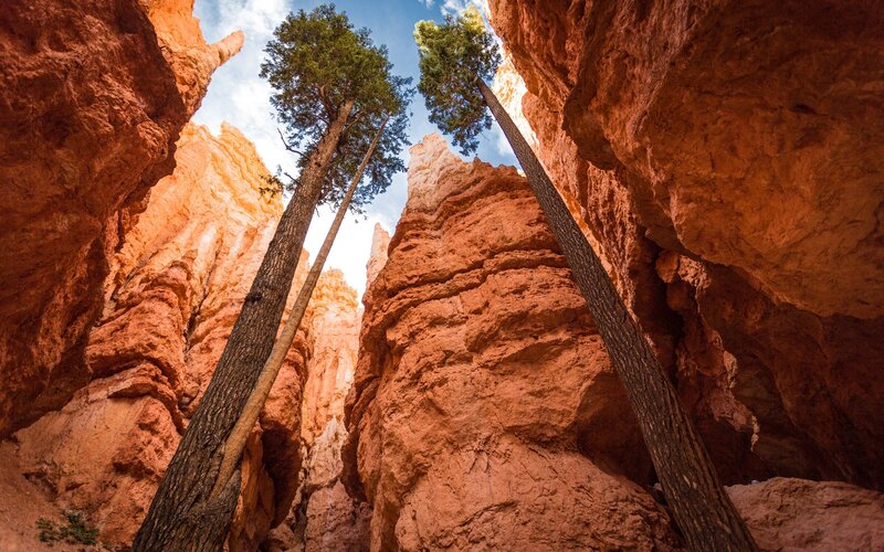 Tall Trees in Canyon — Orange