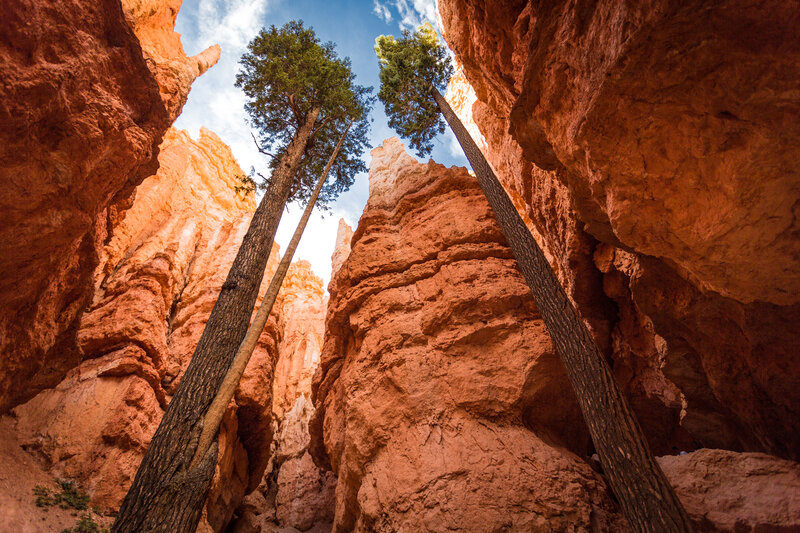 Tall Trees in Canyon