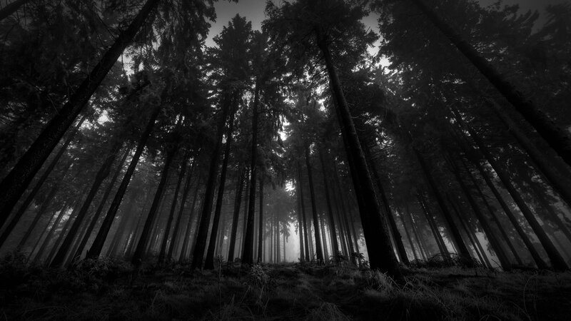 Tall Trees in Fog — Black, Dark, Photograph