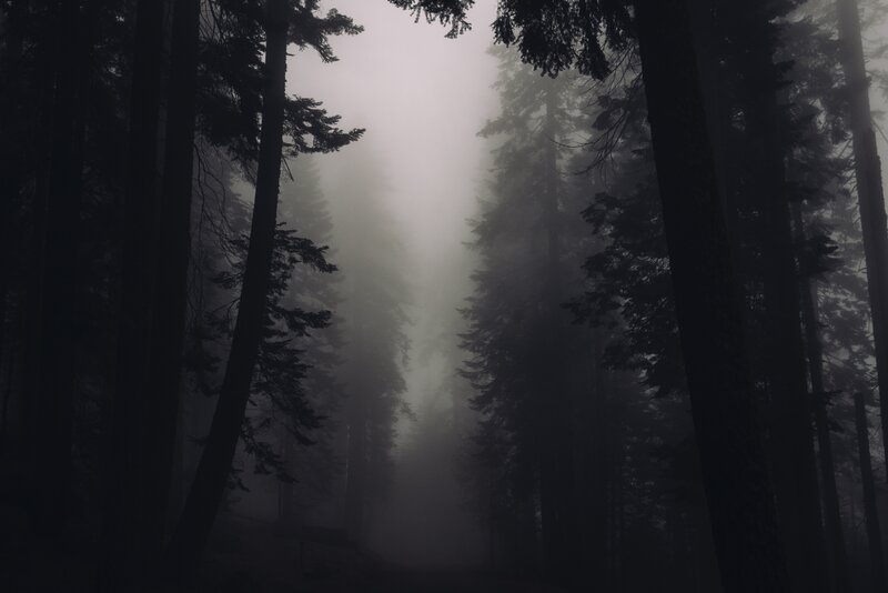 Tall Trees in Fog — Black, Dark