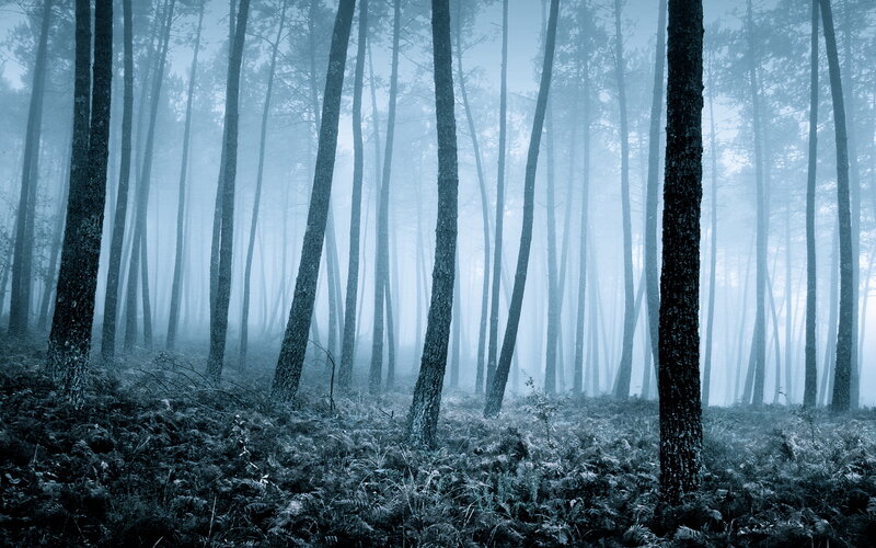 Tall Trees in Fog — Blue, Misty, Morning, Photograph, Forest