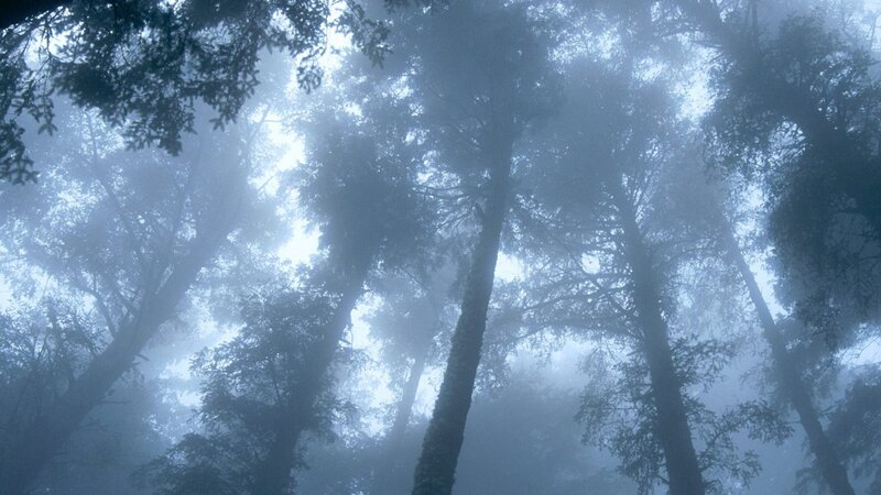 Tall Trees in Fog — Blue, Misty, Morning, Photograph, Sky