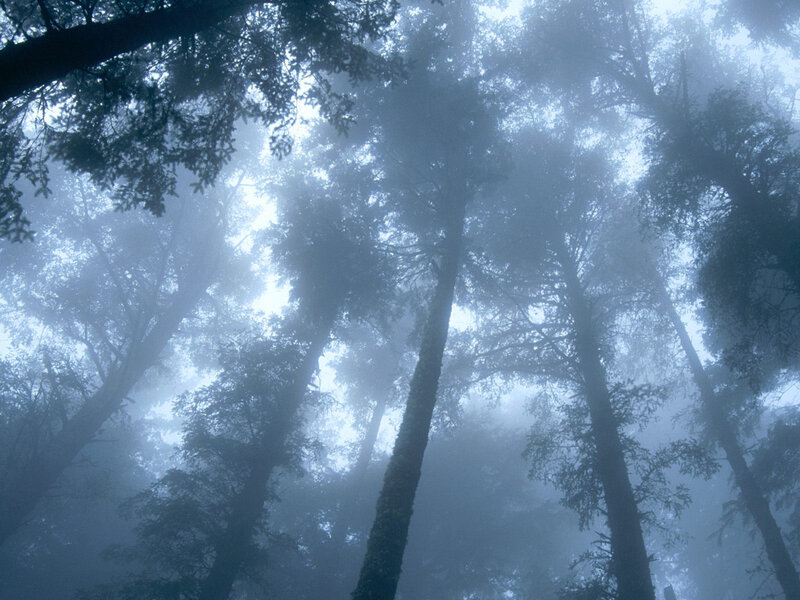 Tall Trees in Fog — Blue, Misty, Morning, Photograph