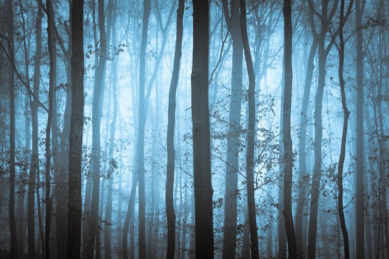 Tall Trees in Fog — Blue, Misty