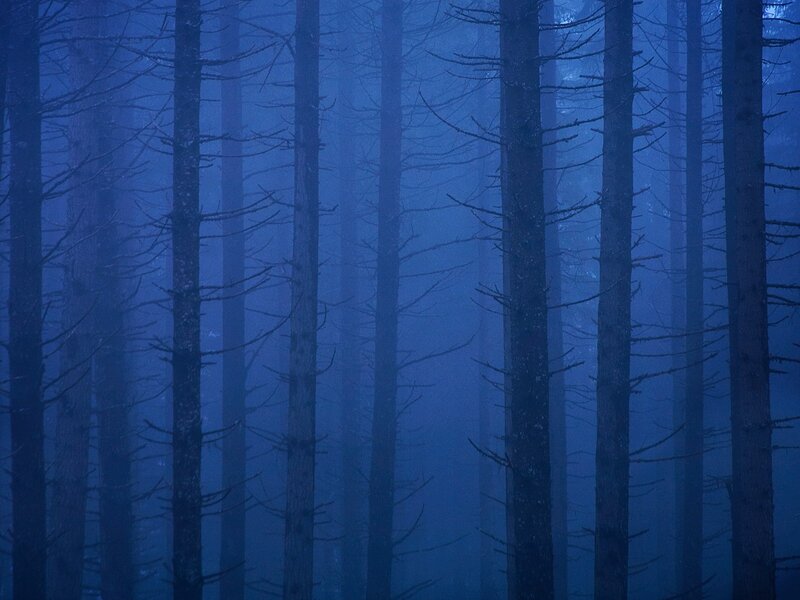 Tall Trees in Fog — Blue, Mysterious, Night, Photograph, Dark Blue
