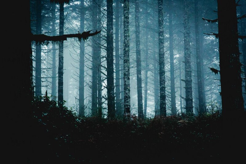 Tall Trees in Fog — Blue, Mysterious, Night, Photograph