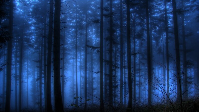 Tall Trees in Fog — Blue, Mysterious, Night
