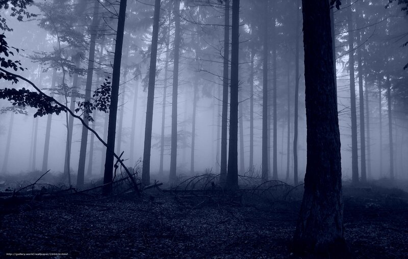 Tall Trees in Fog — Blue, Mysterious