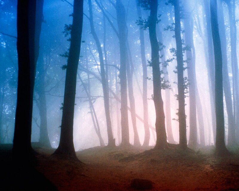 Tall Trees in Fog — Blue, Mystical