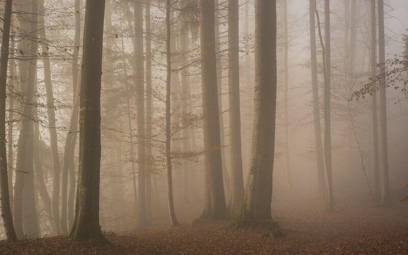 Tall Trees in Fog — Brown, Misty, Autumn