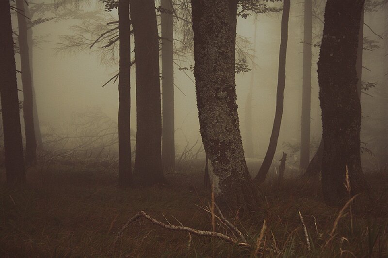 Tall Trees in Fog — Brown, Misty, Morning, Photograph, Grass