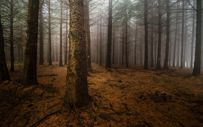 Tall Trees in Fog — Brown, Misty