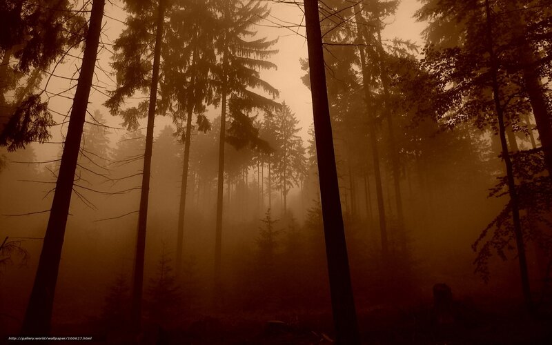 Tall Trees in Fog — Brown, Mysterious