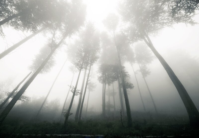 Tall Trees in Fog — Gray, Misty, Morning, Photograph, Forest